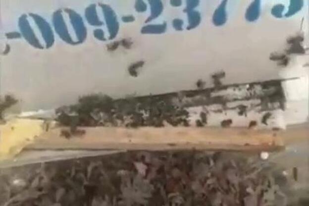 Un atentado ecológico acaba con 750.000 abejas de premio