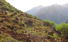 El 90% del suelo de Gran Canaria tiene gran riesgo de desertificación
