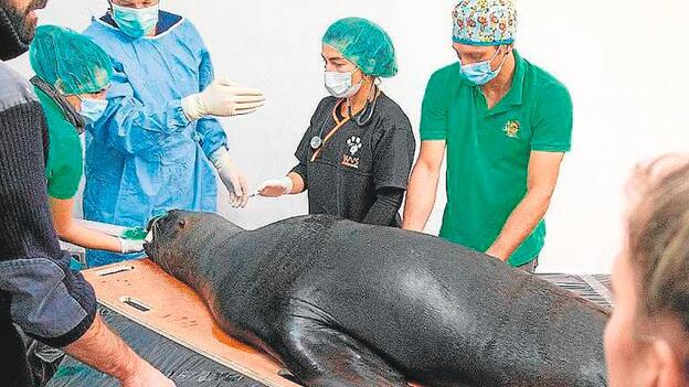 Oasis Wildlife busca fondos para operar de cataratas a la leona marina ‘Liza’
