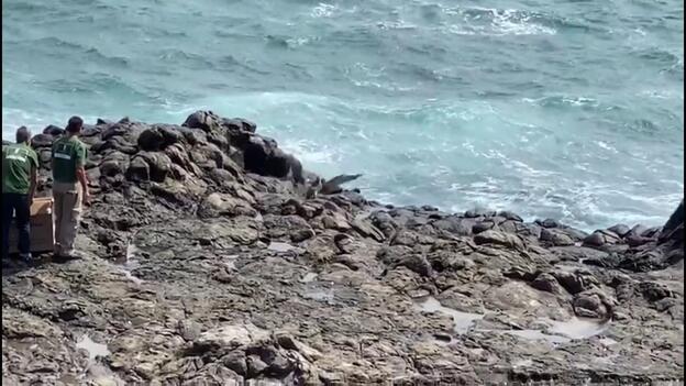 Liberan un alcantraz que llegó en un barco mercante