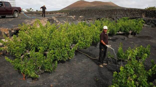 Bodegas con ganas de remontar el vuelo