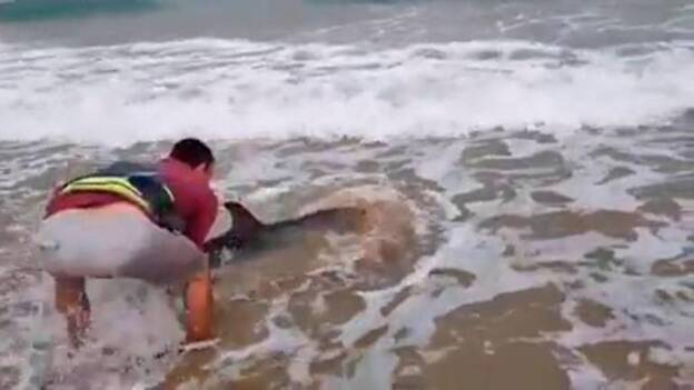 Salvan a un delfín varado en El Cotillo