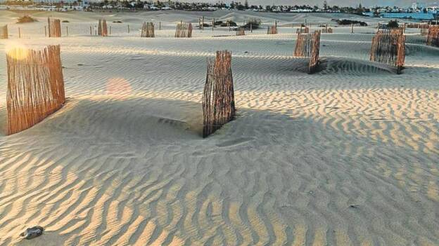 La regeneración de las dunas de Maspalomas tendrá continuidad
