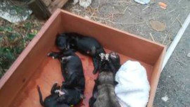 Hallan cinco cachorros en la basura