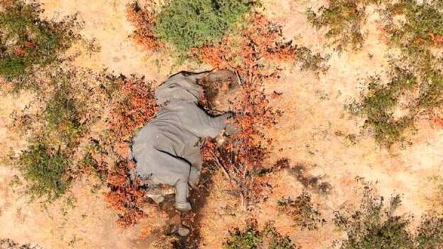 La inexplicable muerte de 300 elefantes