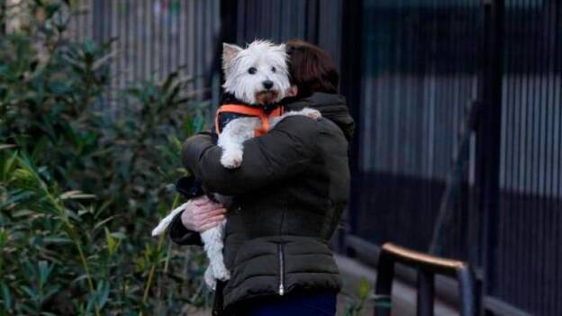 Más pruebas de la transmisión de Covid de humanos a gatos y perros