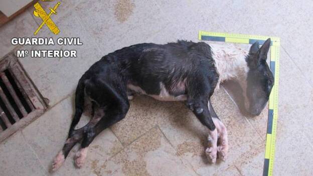 Denunciado por dejar a su perro morir de hambre