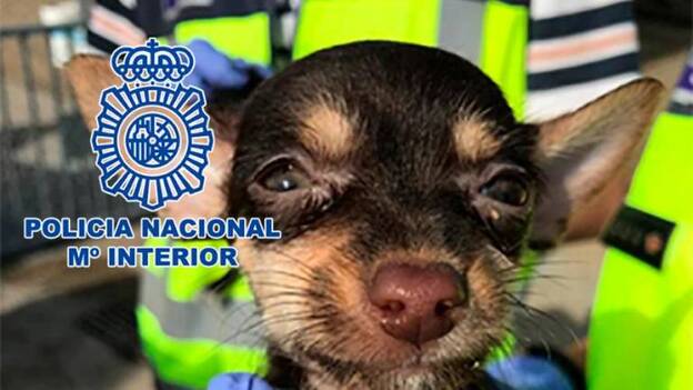 Desmantelado un criadero ilegal de perros y gatos