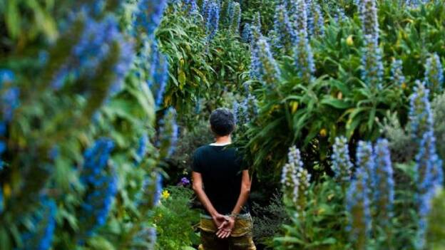 Ruta del tajinaste azul