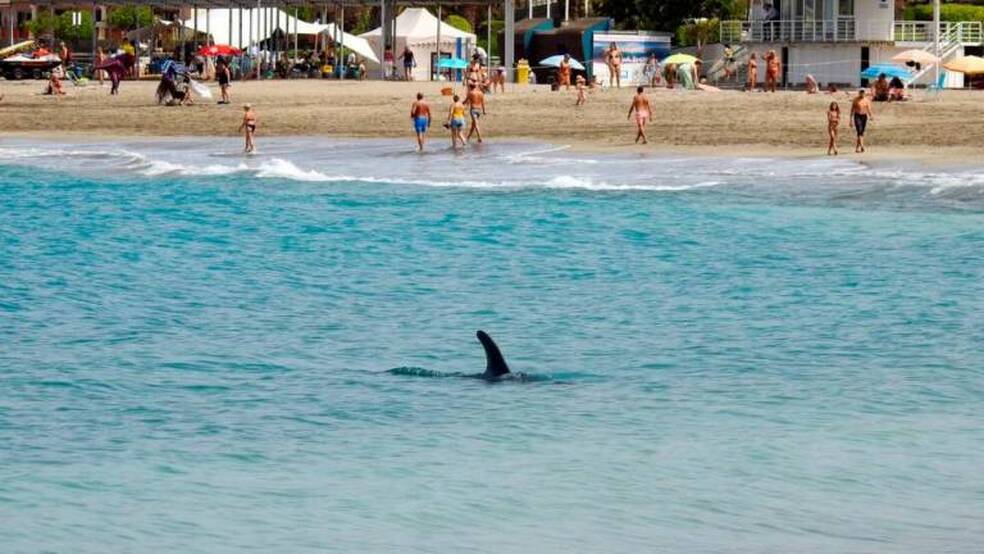 Sonidos de orcas para alejar a un delfín de la costa
