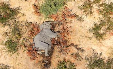 La muerte de elefantes en Botsuana podría deberse a una neurotoxina