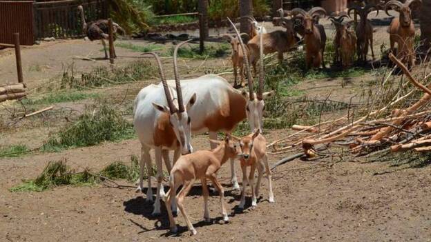 Oasis Wildlife reabre el 1 de agosto con aforo limitado y mascarilla obligatoria