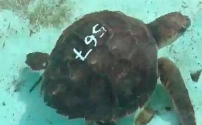 Una tortuga amputada por las redes de pesca