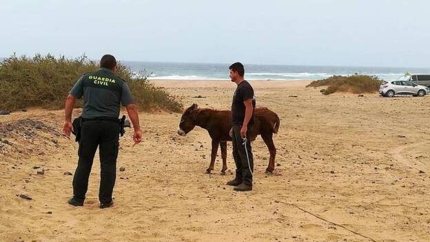 Rescatan seis burros majoreros en malas condiciones