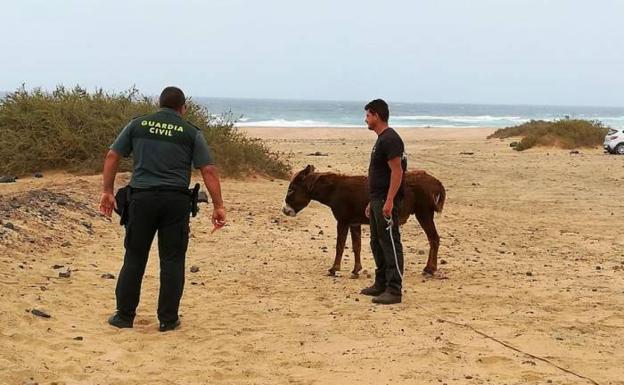 Rescatan seis burros majoreros en malas condiciones