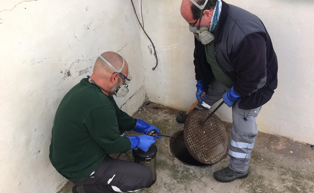 Aumenta los controles de plagas en verano en la ciudad