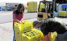El Consejo Regulador tramita más de 1.200 peticiones de ayuda a la viña
