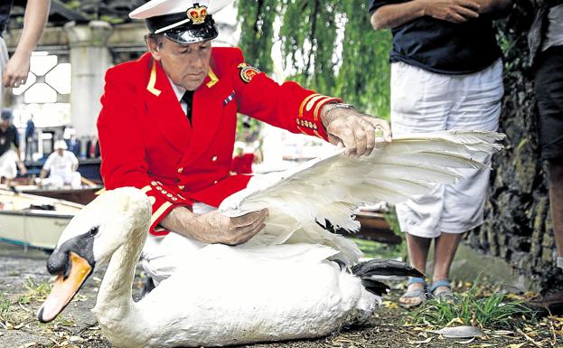 ¿Este cisne es de la reina o de los vinateros?