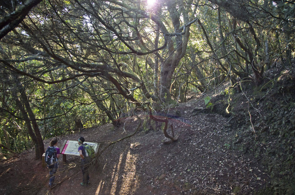 Rescatan a un senderista herido en Tenerife