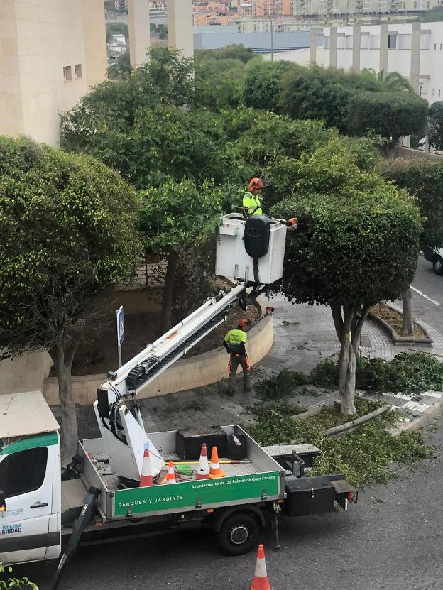 Una poda que no contenta a todos en Alférez Provisional