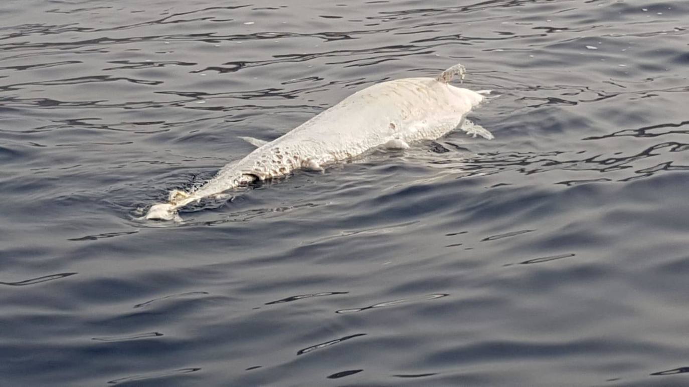 Localizan un cetáceo muerto cerca de Arguineguín