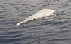 Localizan un cetáceo muerto cerca de Arguineguín