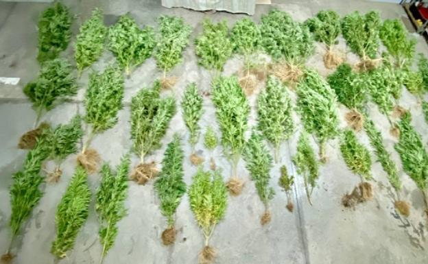 Intervienen en una fiesta ilegal en Tenerife y localizan una plantación de marihuana