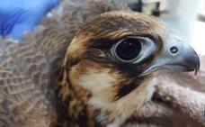 Liberan a un halcón tagarote recuperado en Gran Canaria