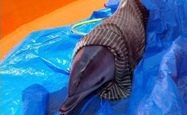 Liberan a un delfín moteado varado en la costa de Breña Alta