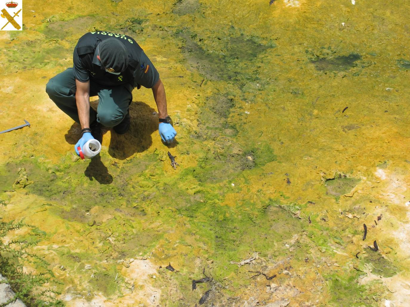 Mató a cinco lagartos de una especie protegida