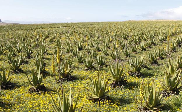 El aloe vera conquista el mundo de los productos de cuidado corporal y bienestar