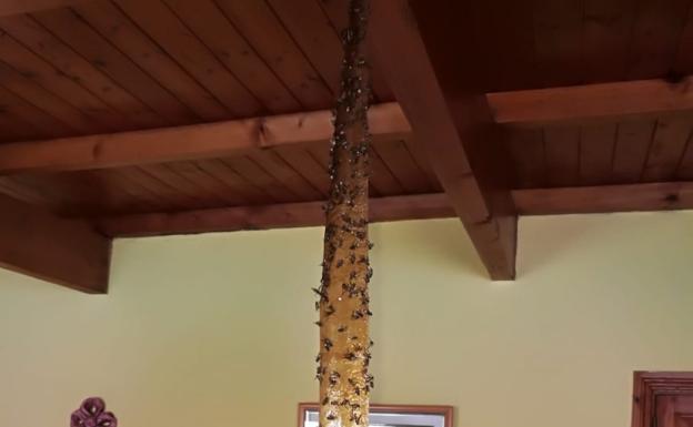 Las moscas se comen las medianías