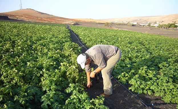 El precio se mantiene y los mostos apuntan a una buena calidad
