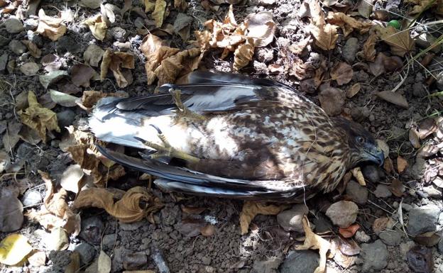 Ingresan tres águilas heridas en el Centro de Recuperación