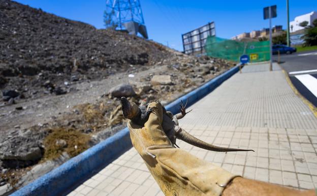 El Cabildo comienza a retirar los lagartos de la obra de Reina Mercedes