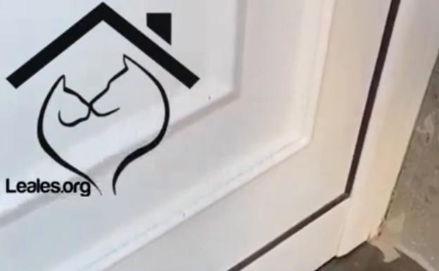 Encierran y abandonan a un gato en una casa en Tamaraceite