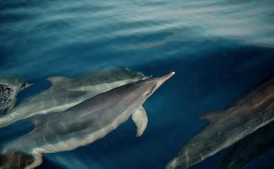 Fuerteventura registra 11 cetáceos varados en sus costas este año