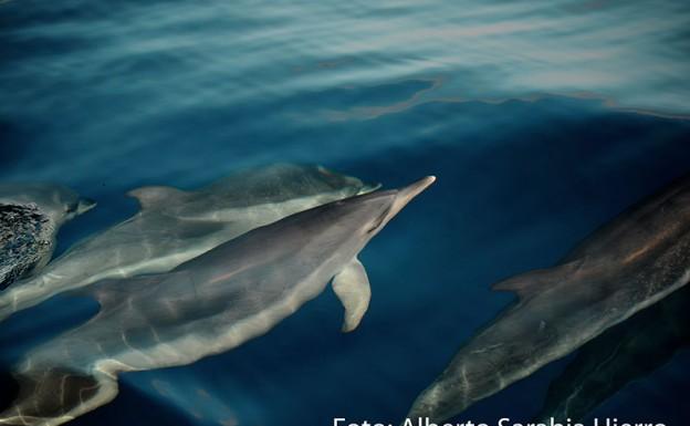 Fuerteventura registra 11 cetáceos varados en sus costas este año