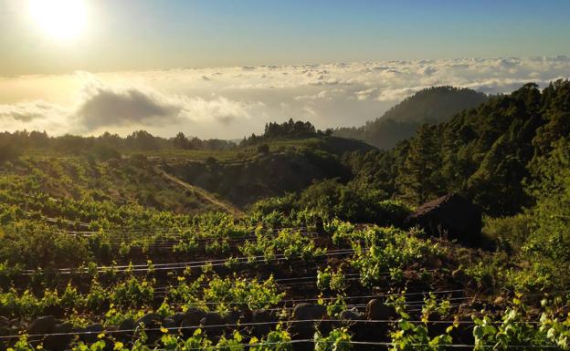 Los vinos canarios triunfan en Italia