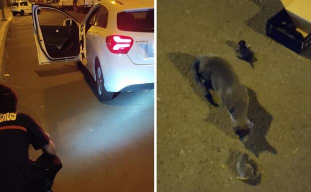 Una gata pare dentro del parachoques de un coche