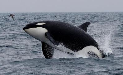 Alerta por ataques de orcas en las costas de Galicia