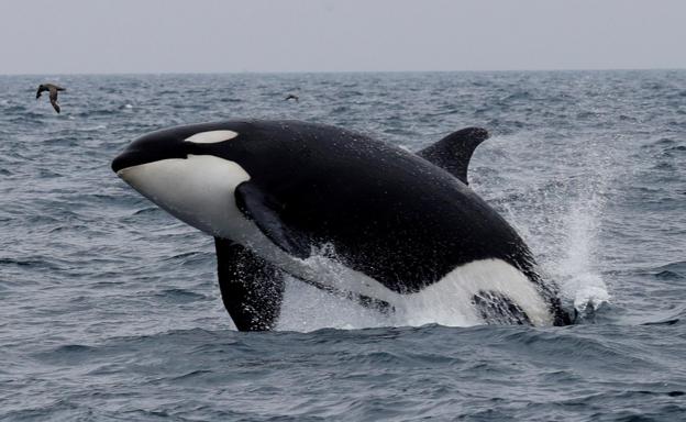 Alerta por ataques de orcas en las costas de Galicia