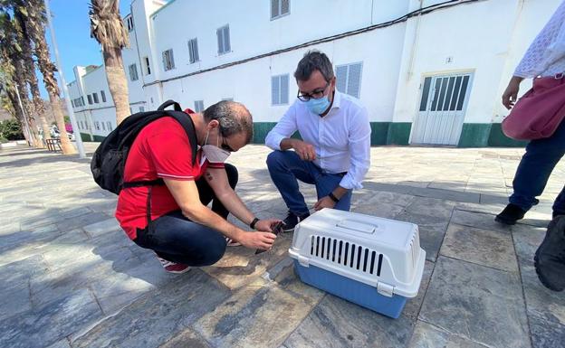 Control sobre las colonias de gatos en La Isleta