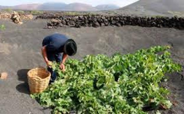 1,35 millones de kilos de uva