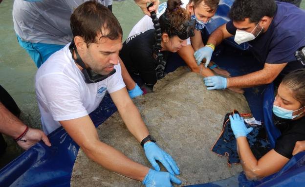 Marcan a 16 rayas en Canarias para estudiar áreas críticas para la especie