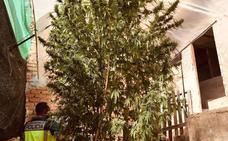 Detenida una pareja con un 'árbol' de marihuana de 5 metros en Murcia