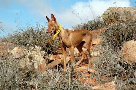 Nueva ordenanza insular para las licencias de caza