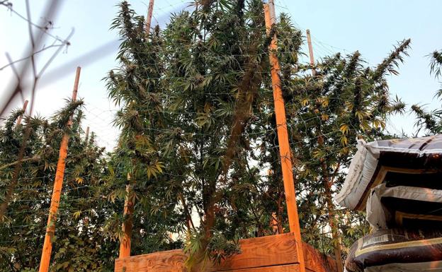 Detenido por plantar marihuana en La Palma