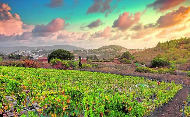 Imagen de un cultivo de uvas durante la vendimia de 2020 en la zona de Monte Lentiscal. vinos do gran canaria