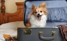Más de 80 fotos optan a premio en el concurso 'De vacaciones con mi perro'